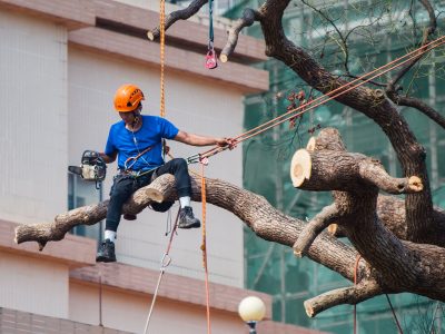 man in blue shirt siting on tree branch wearing safety harness holding ropes on left hand and chainsaw in right hand